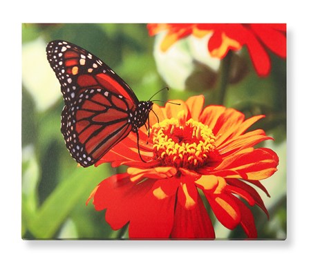 Butterfly Outdoor Canvas Wall Print